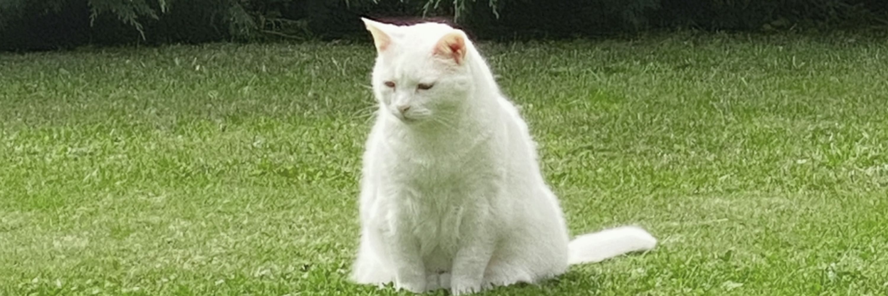 tibby
