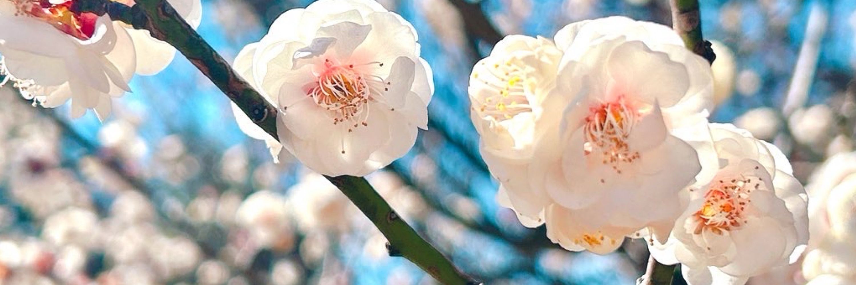 一華(いちか)