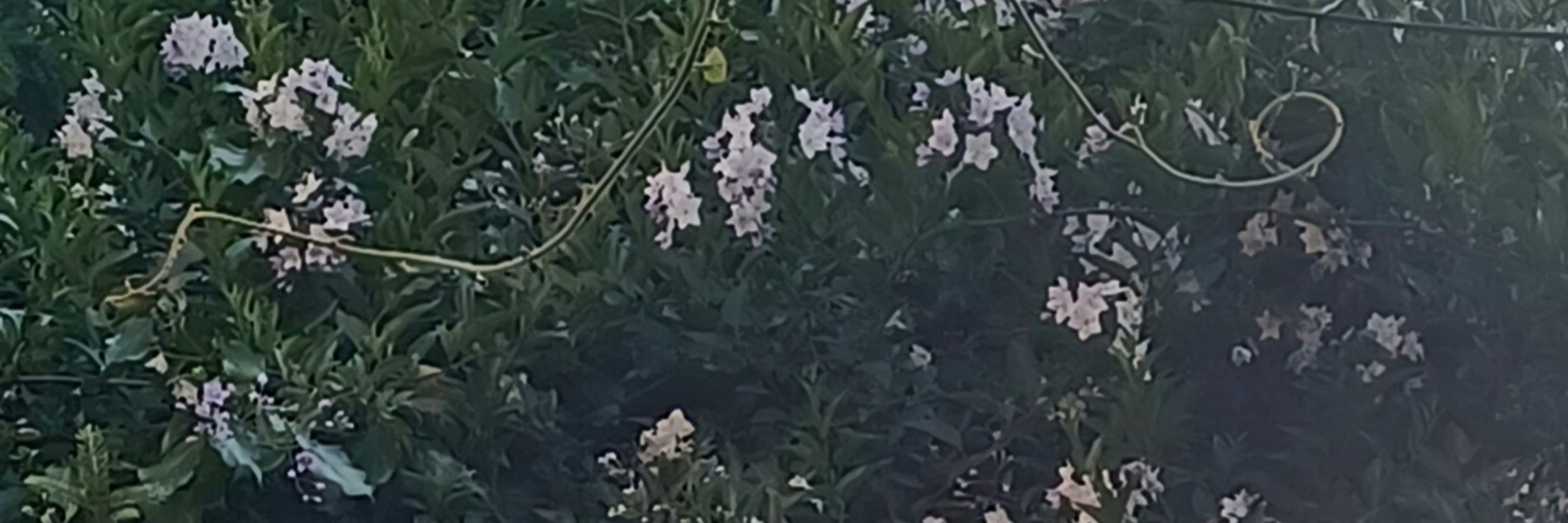 Euxygen