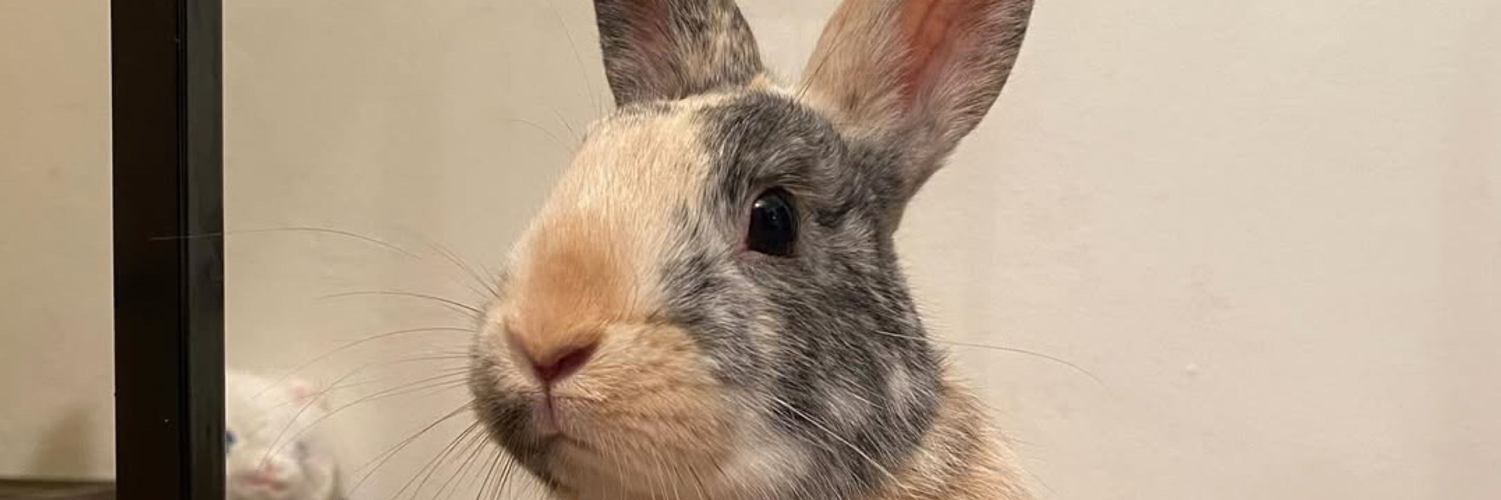 Anna Rabbit Den 🐰