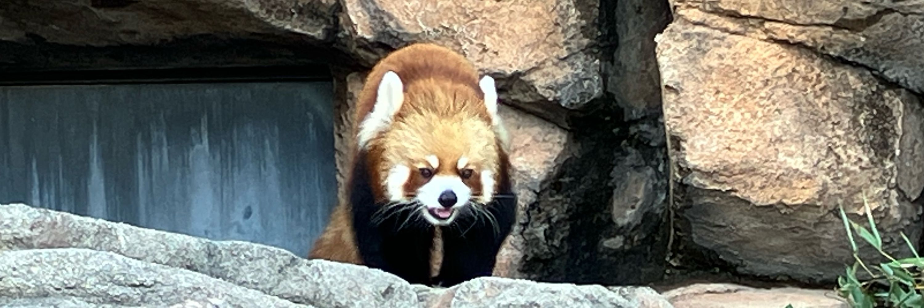ぴっと（ぽっぽ）
