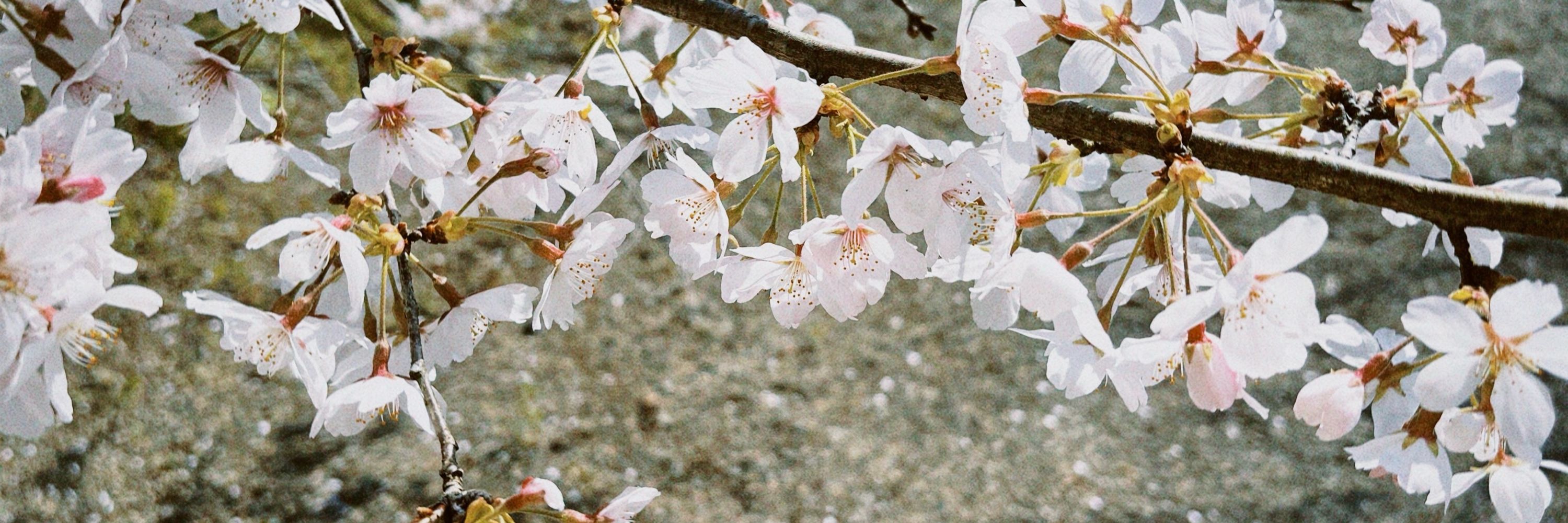 桜庭