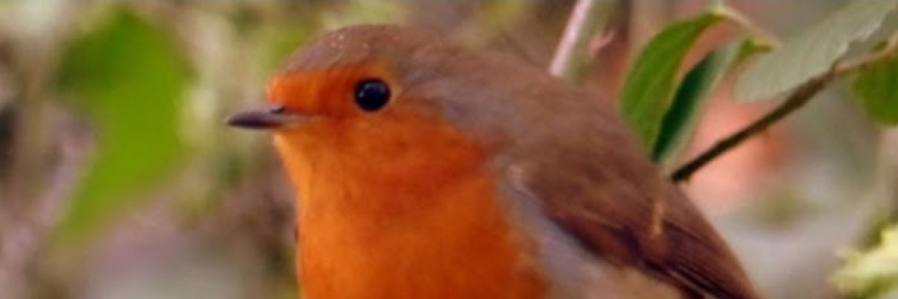 Chirps World