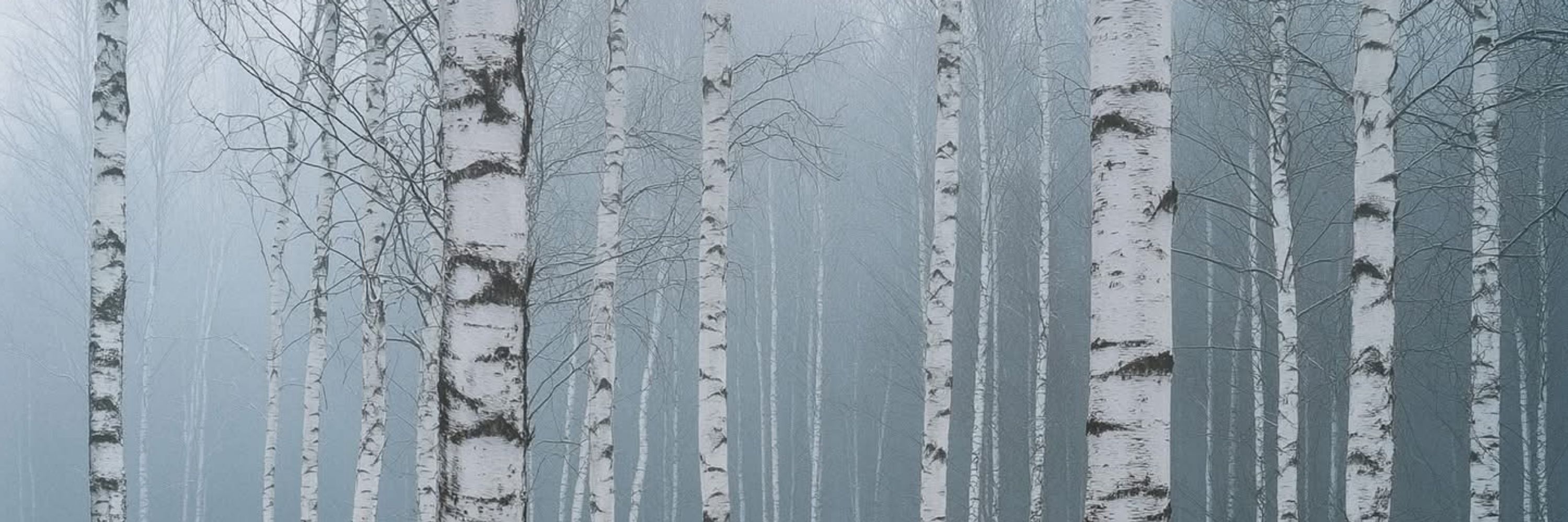 Theresa Kiefer Taylor