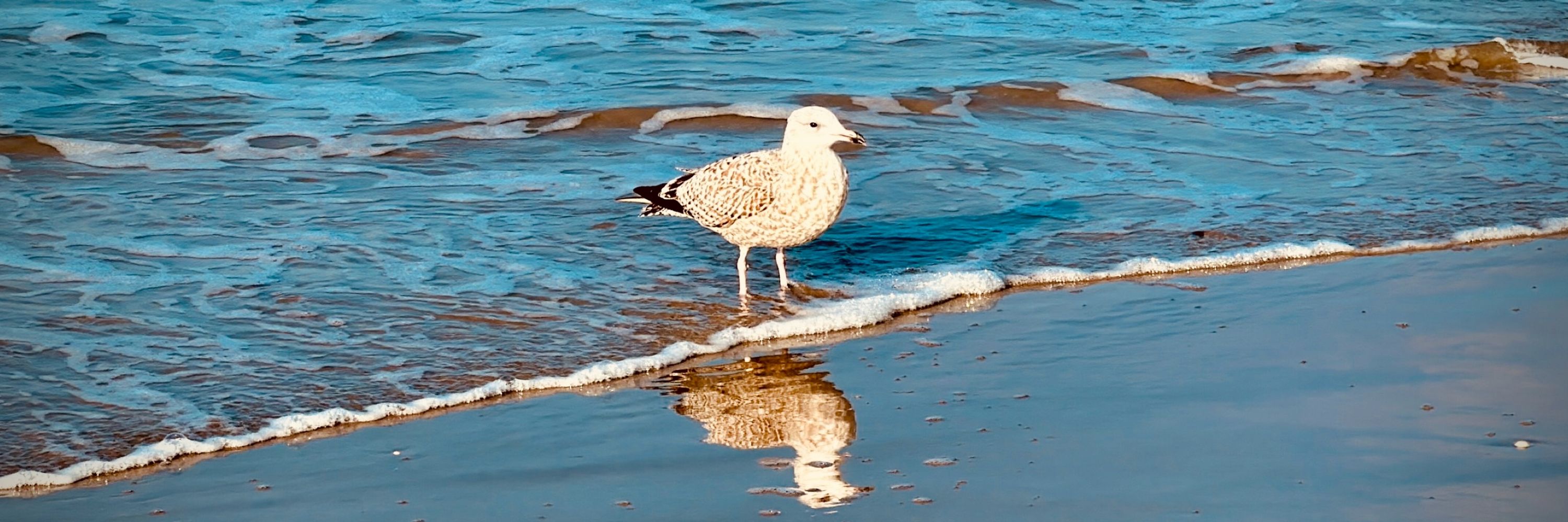 Duckdalben