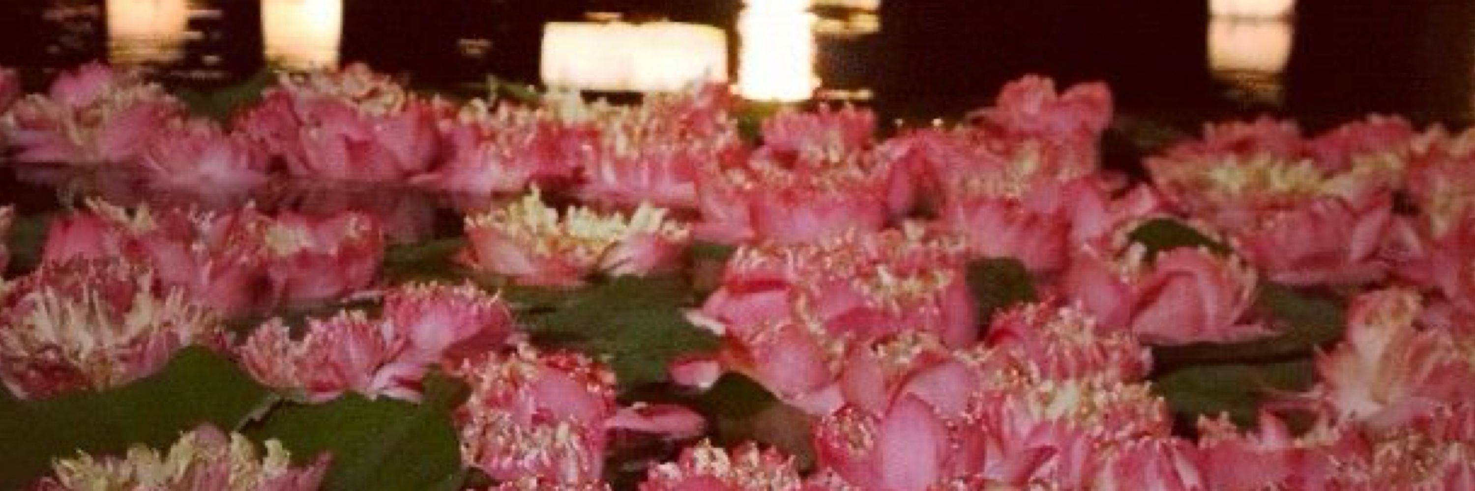 ♡✧ 𝕊𝕒𝕚𝕪𝕚
