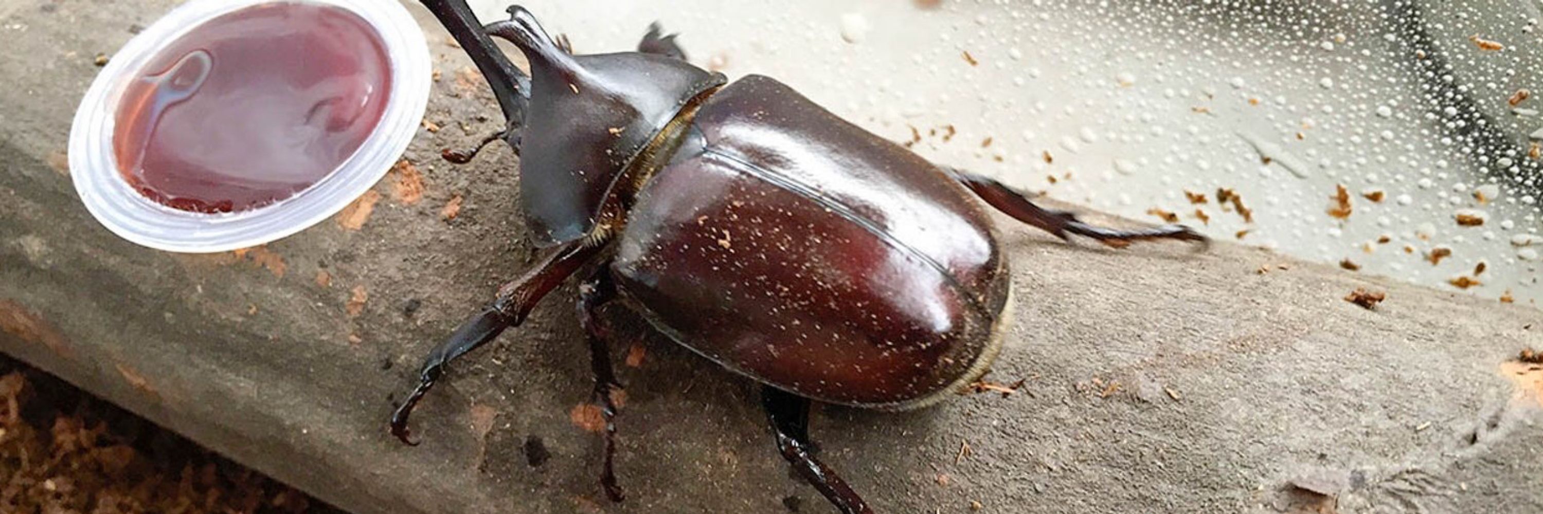 カブトムシ