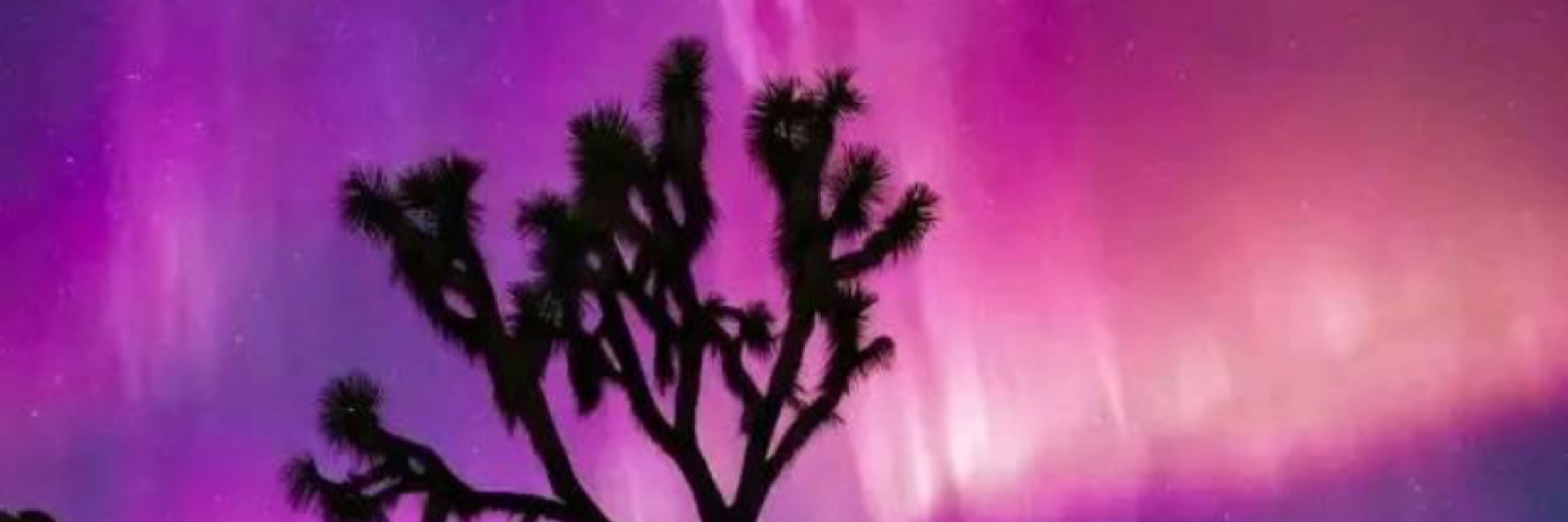 dream garden dream