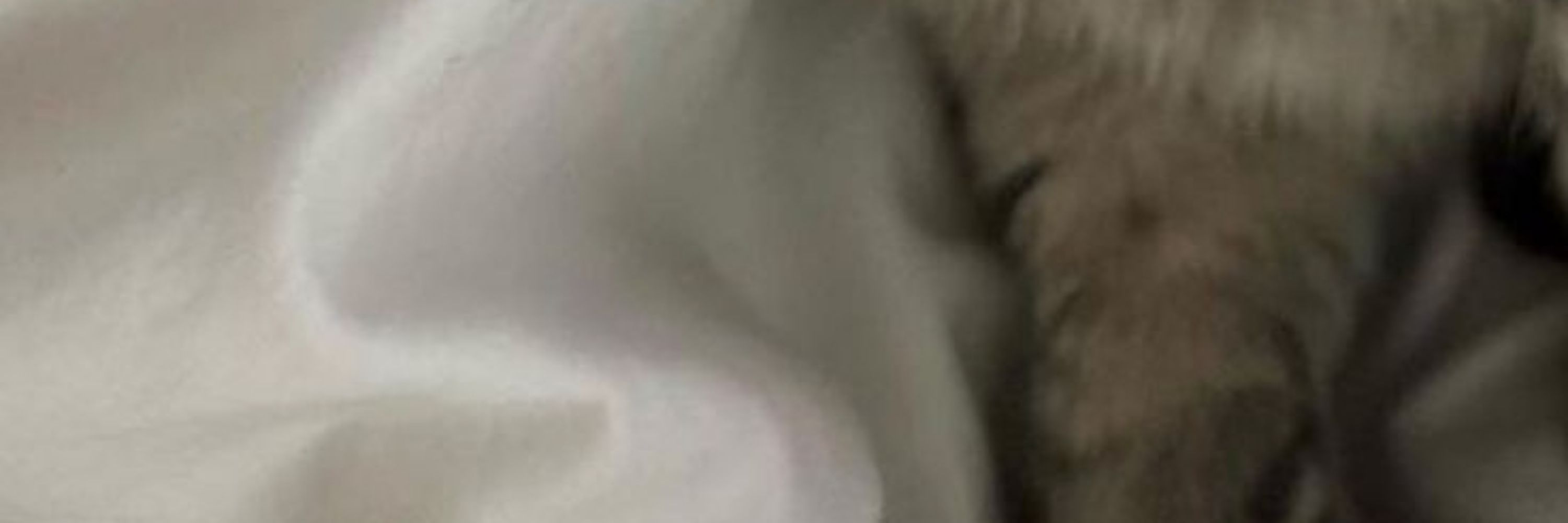 Little Cat