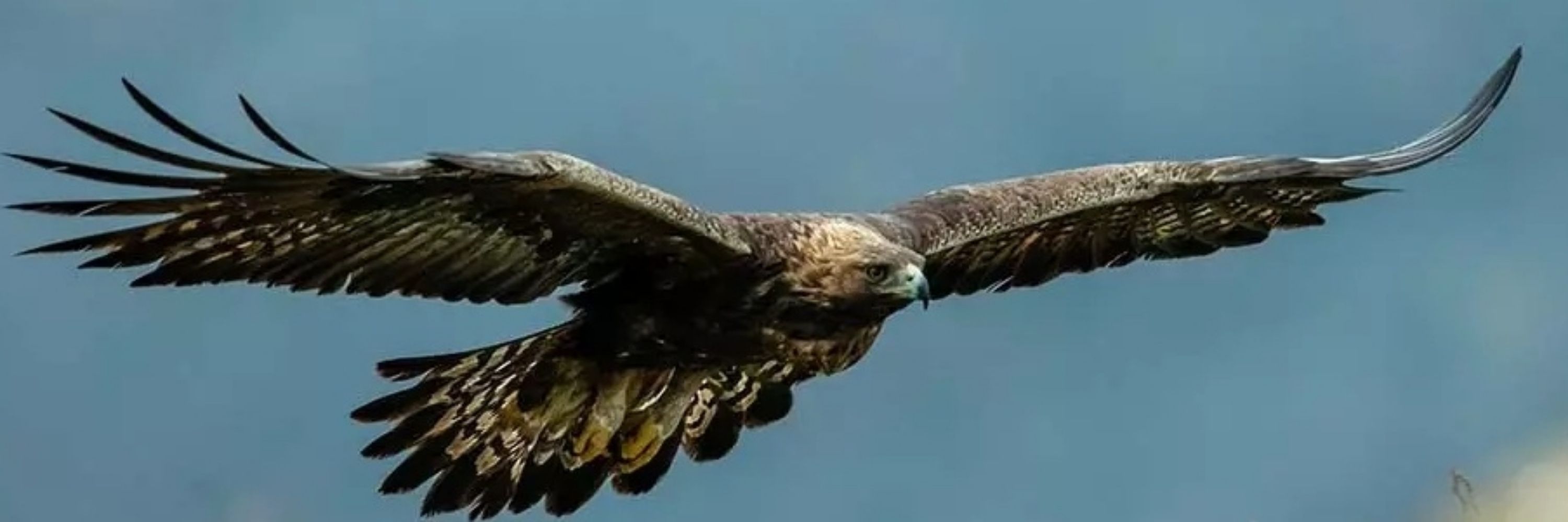 Bobbi "The Eagle" Villalobos