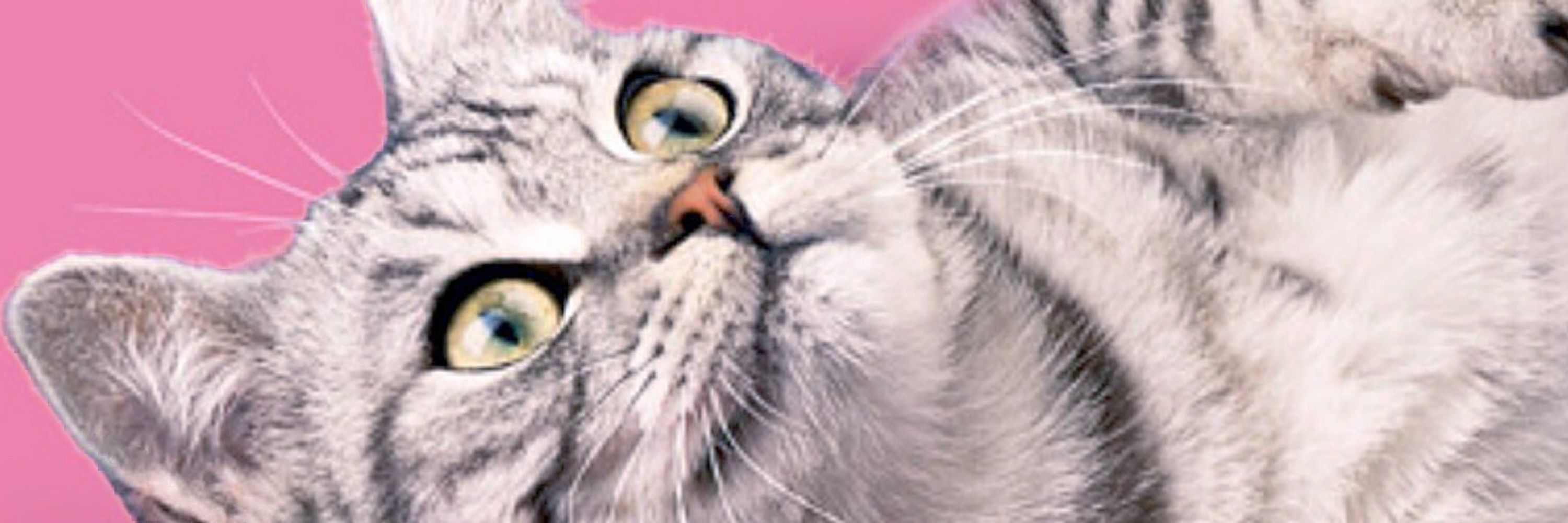 Silver Tabby Cat