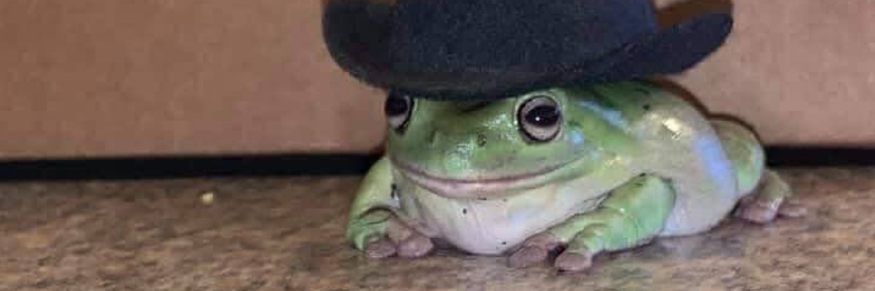 rachel (king of frogs)