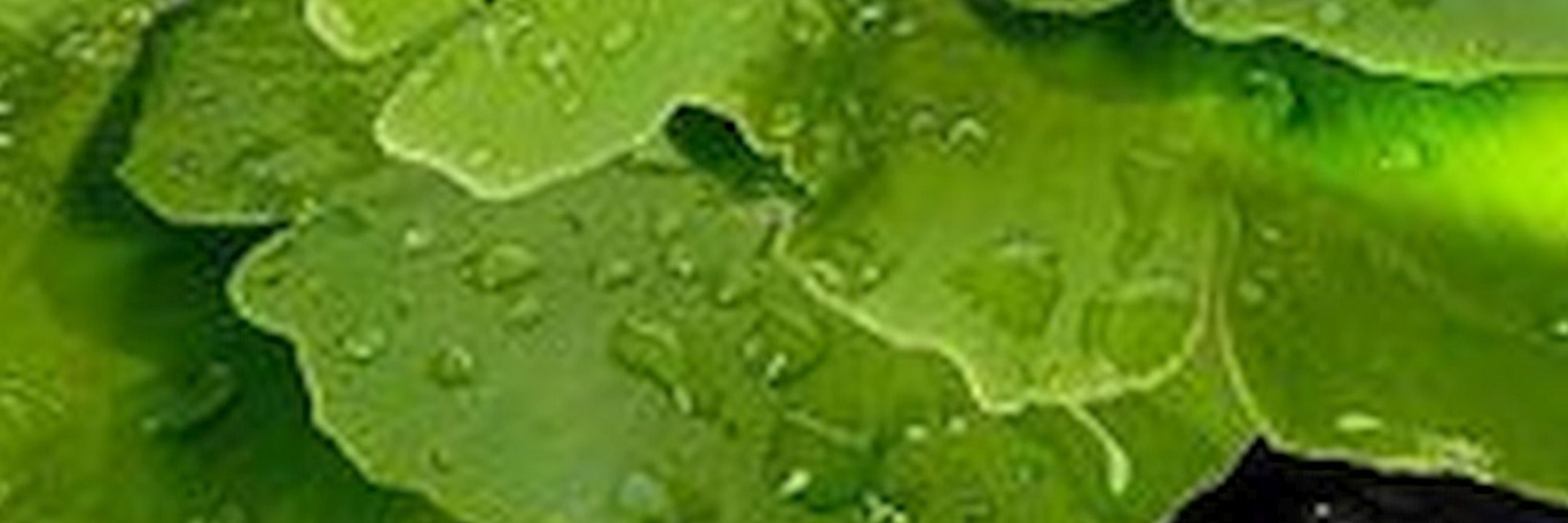 Informationsnetzwerk Homöopathie - INH