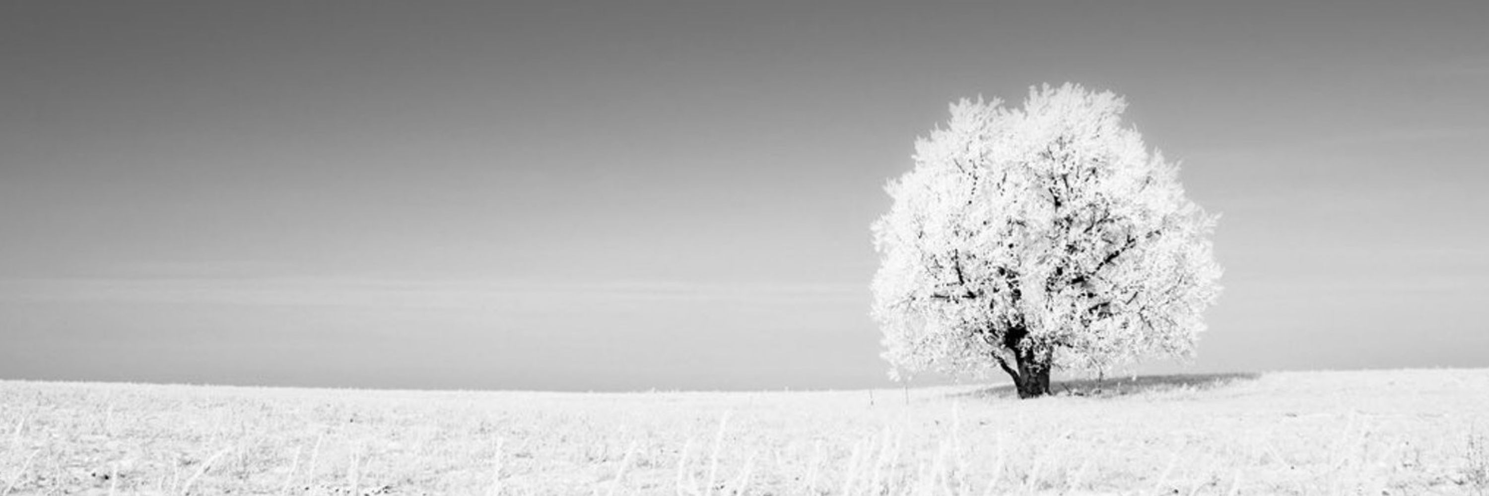 Graysnowflake 