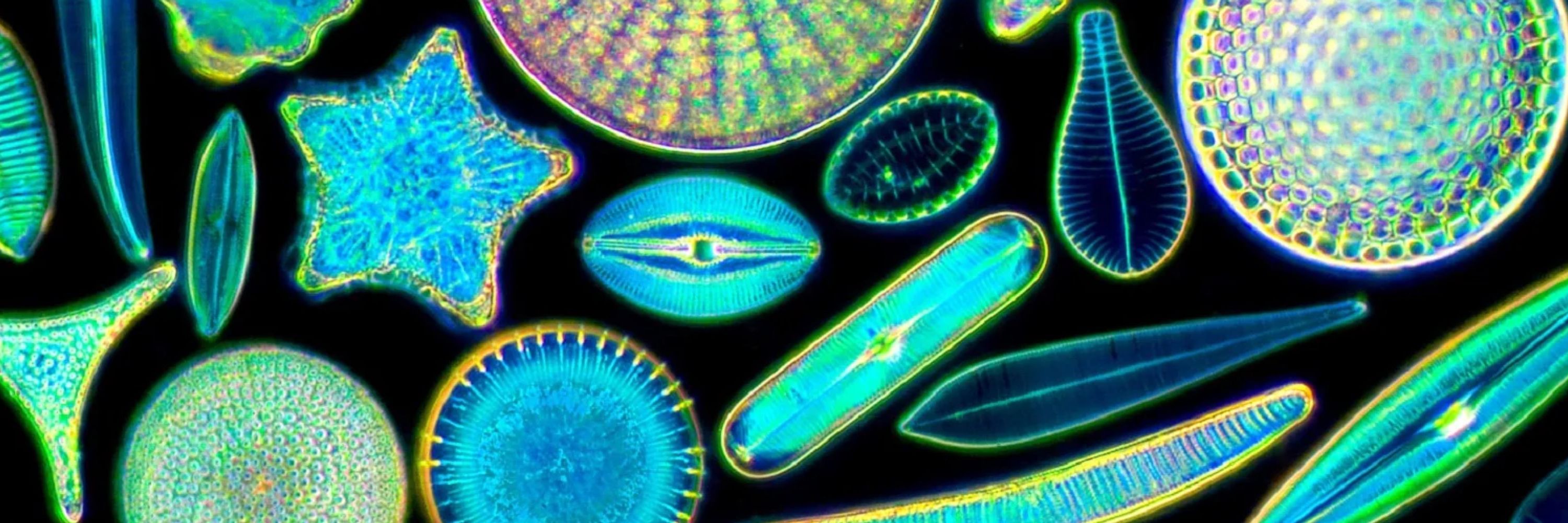 diatom
