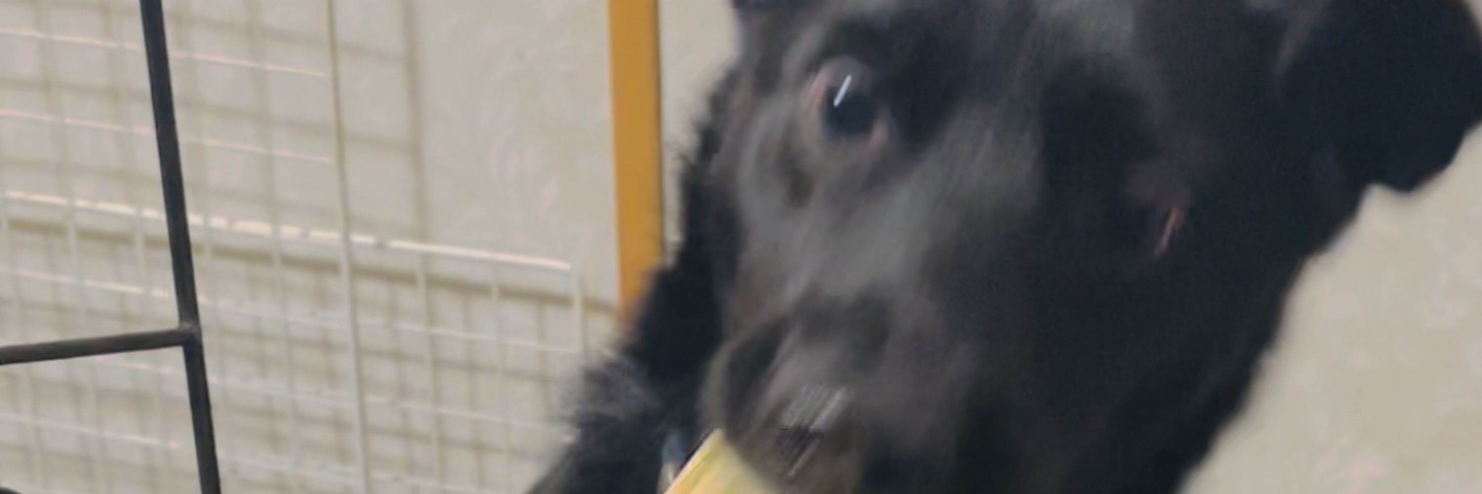 犬子