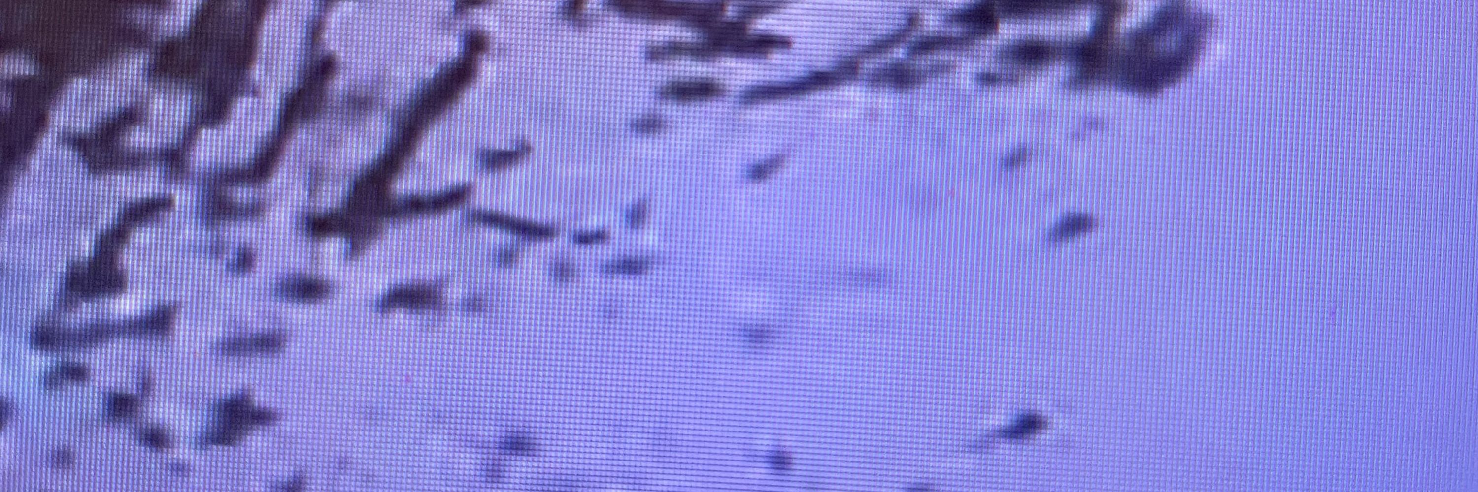 オムライス大好き