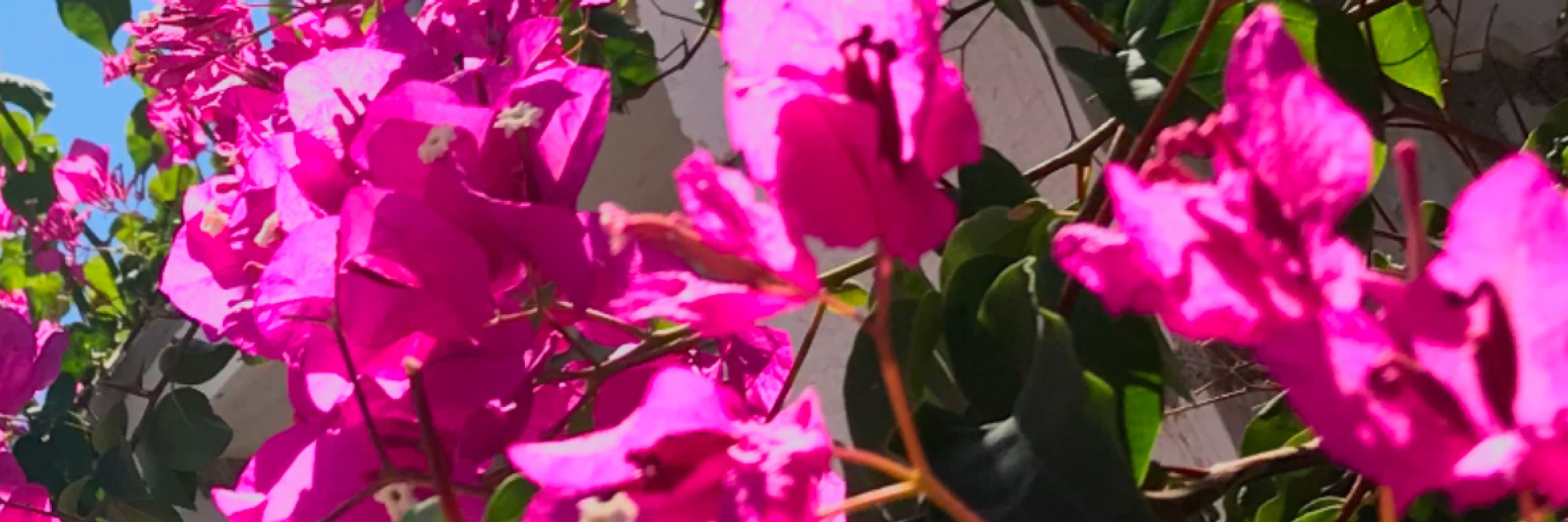 ☀️🌴