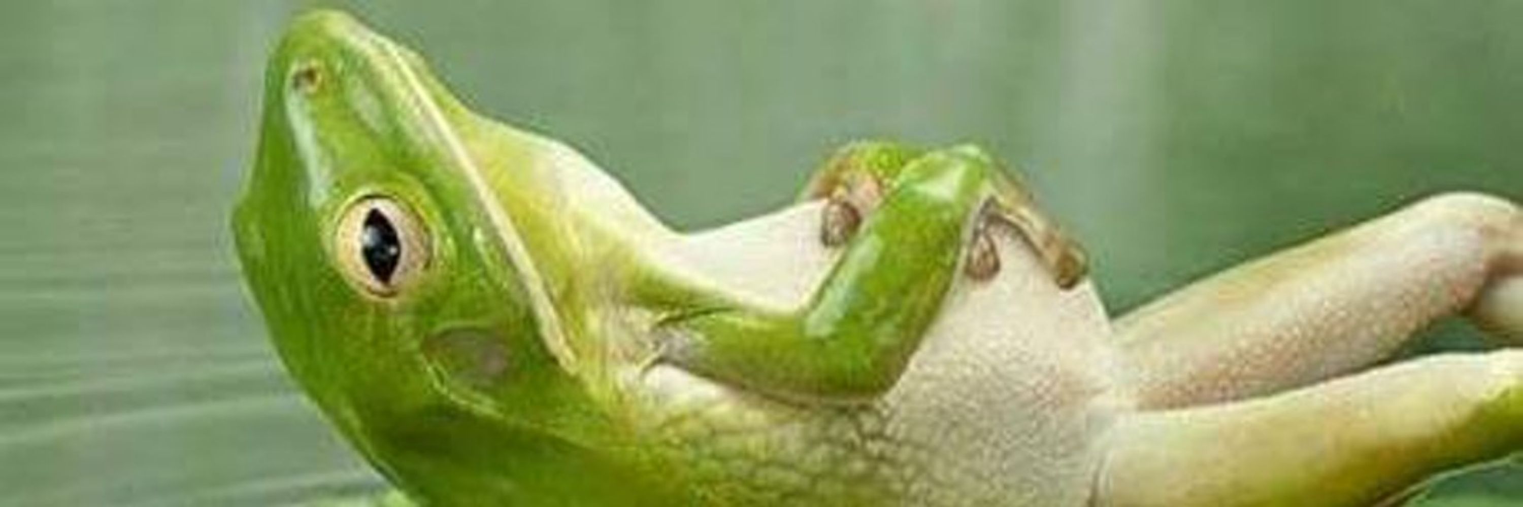 FrothingMuppet