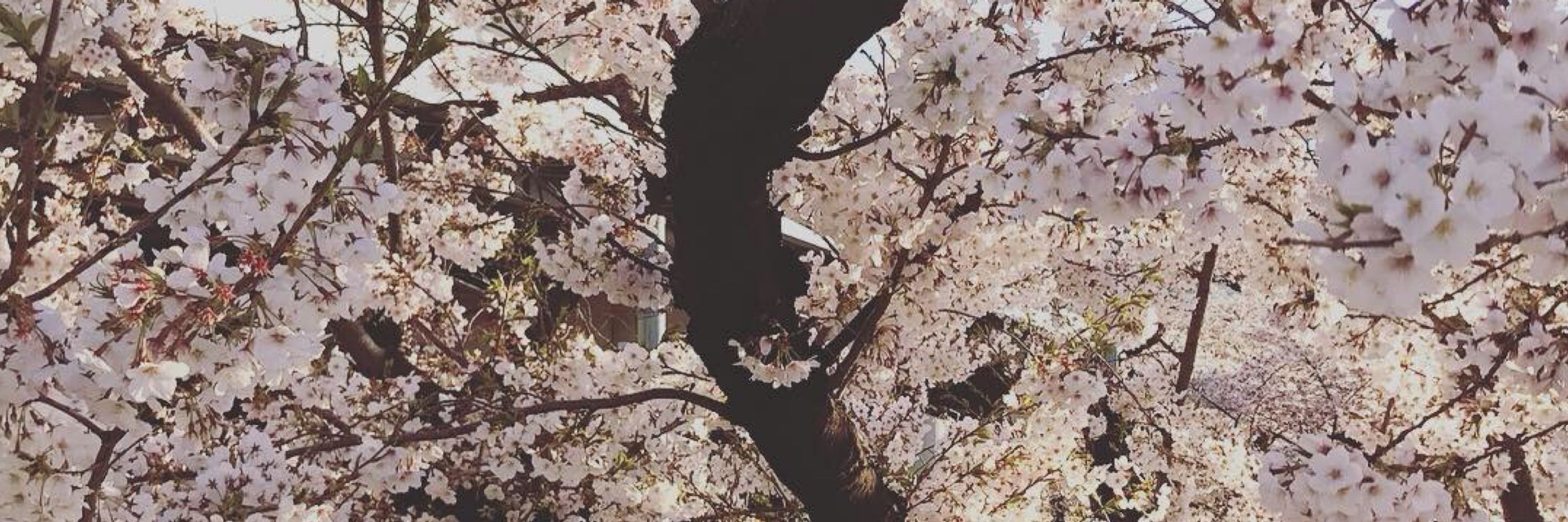 ののすけ