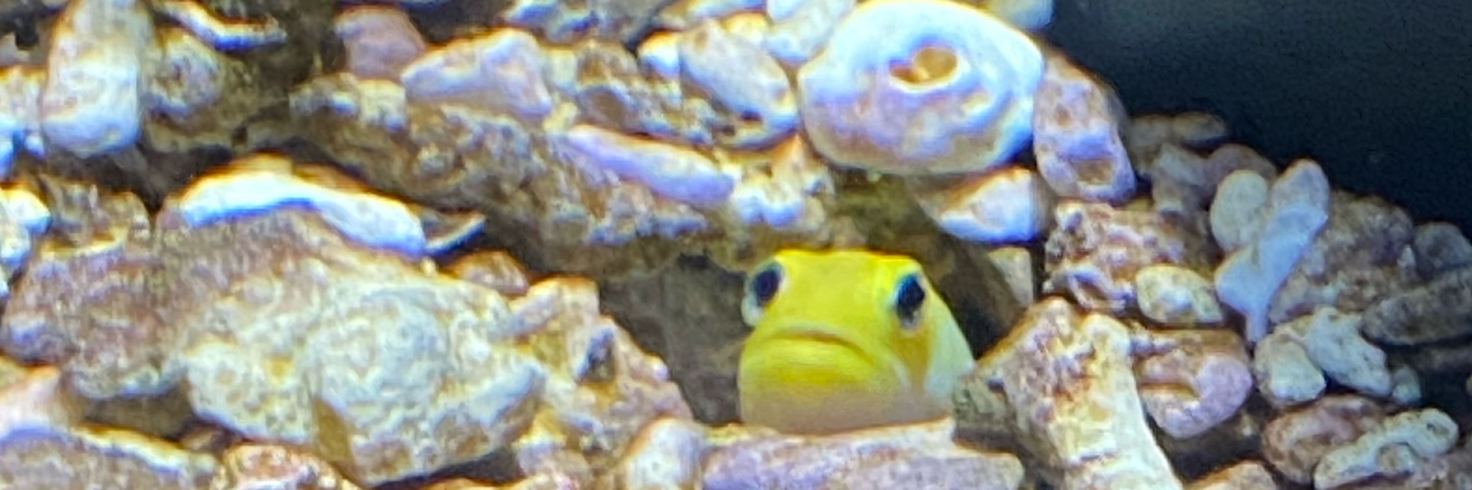 神鷹