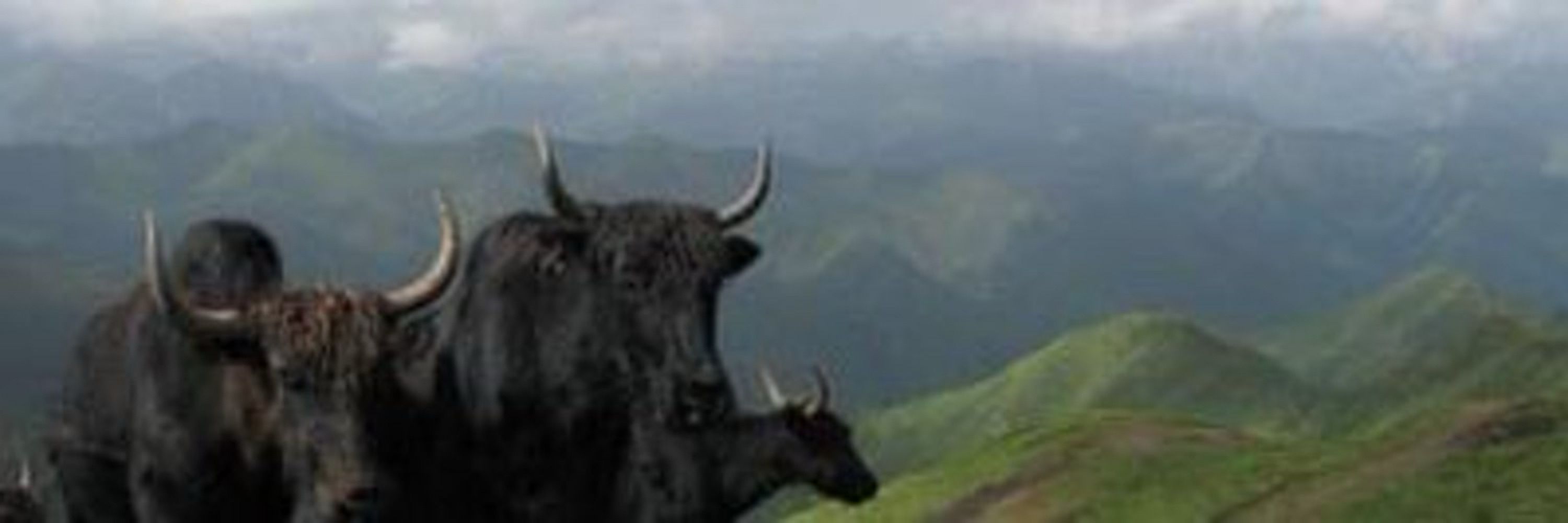 Tsepak Namgyal ༼ཅོ་ནེ་ཚེ་དཔག་རྣམ་རྒྱལ།༽