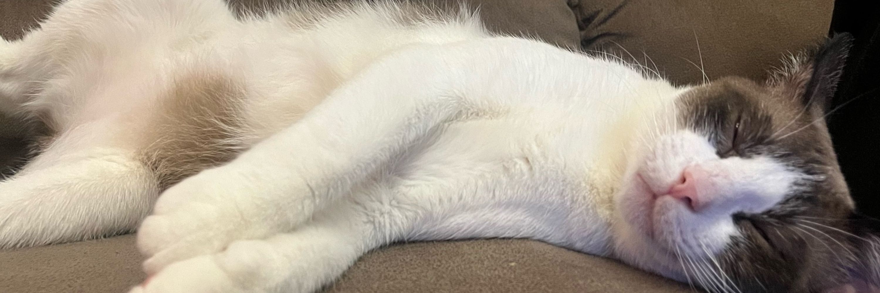 ⭐️