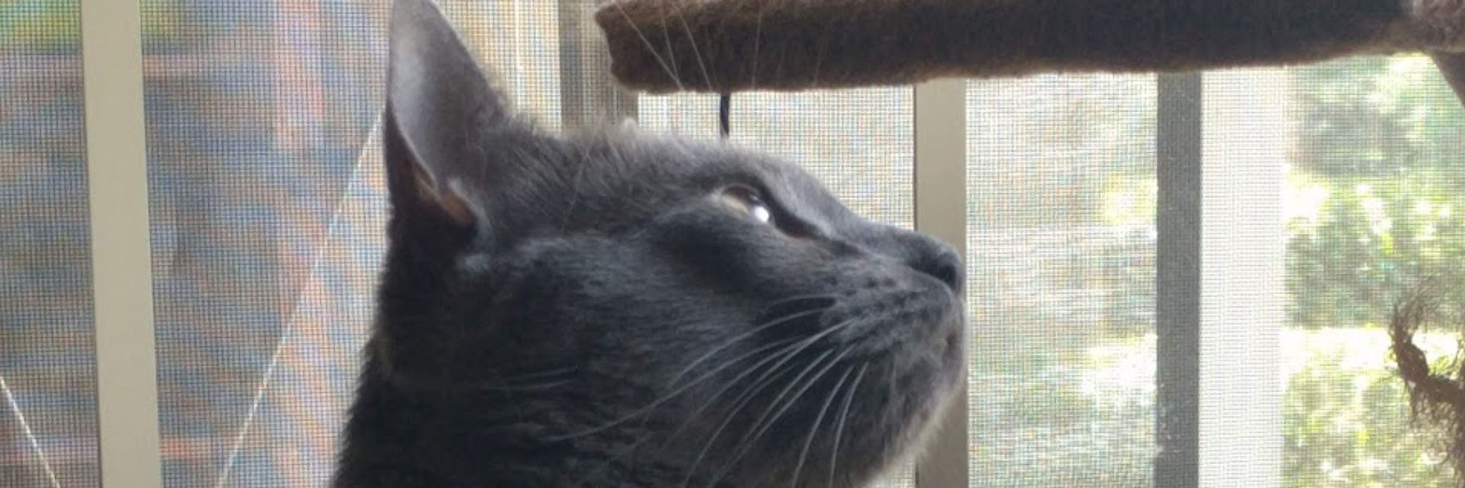 The Lil Bit Cat