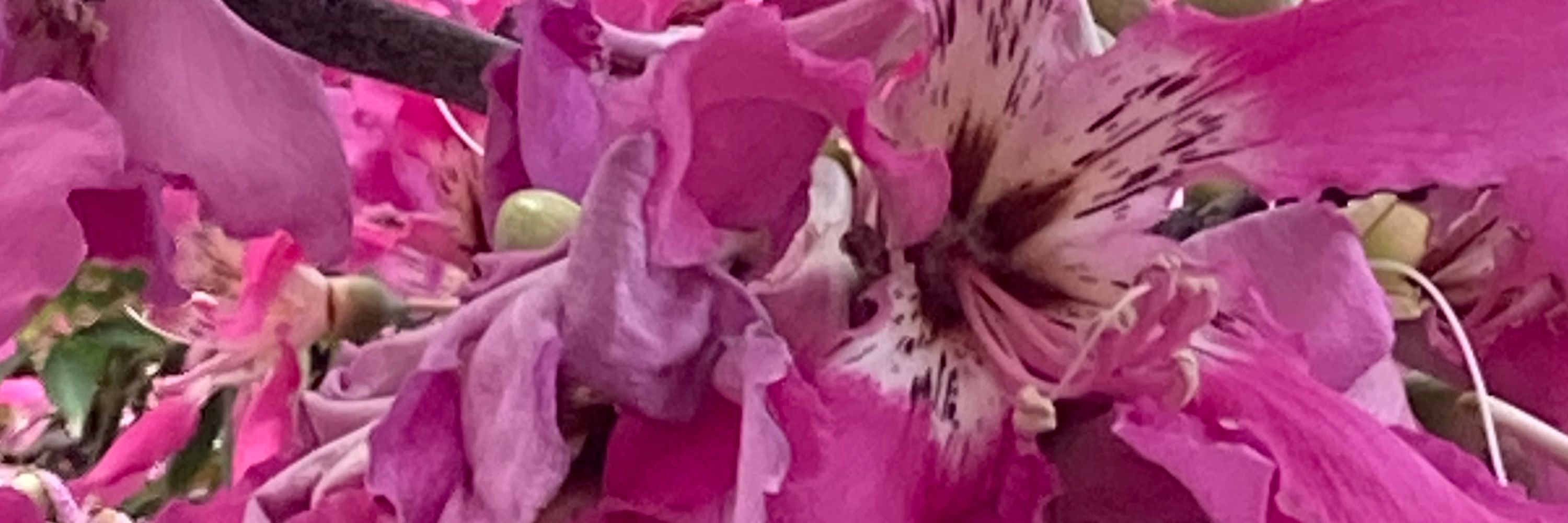 Jenngarden