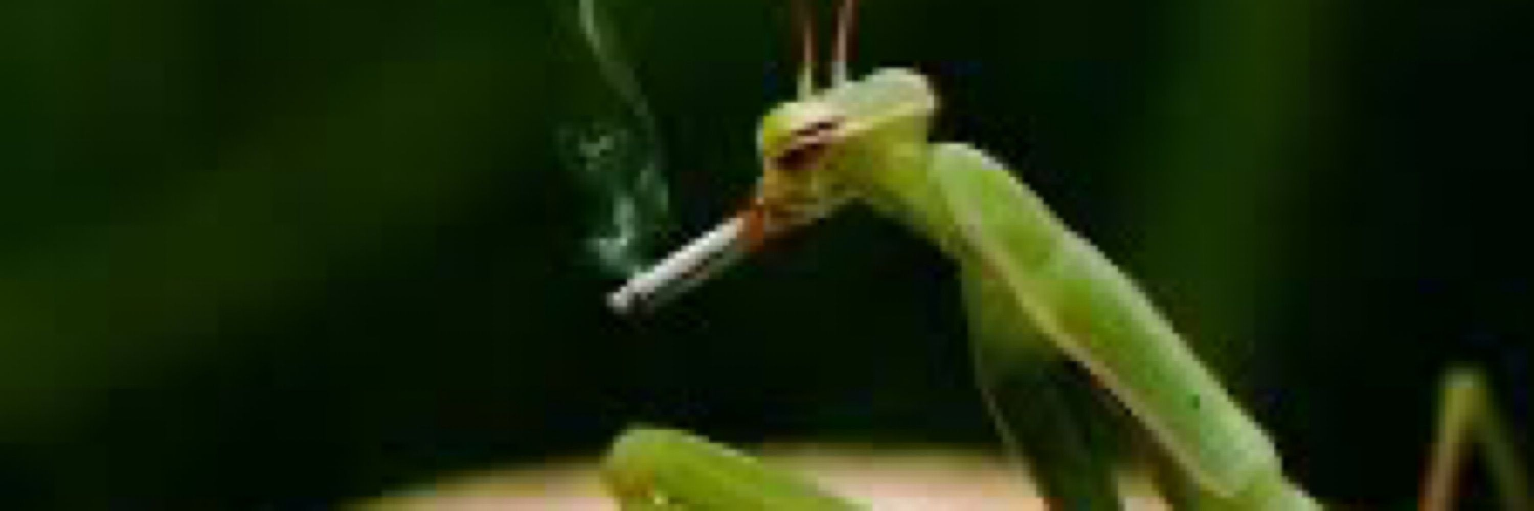 Bug