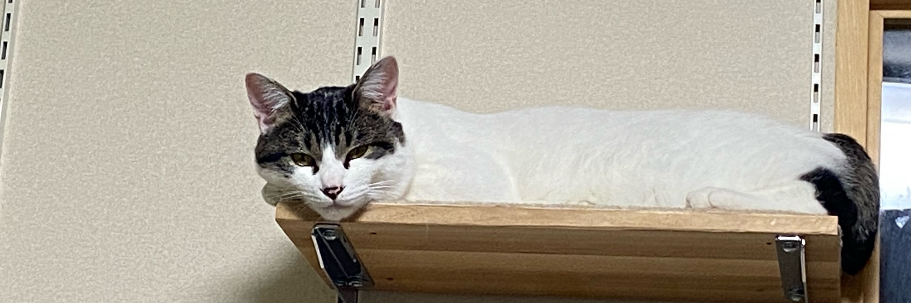 みるちぃお