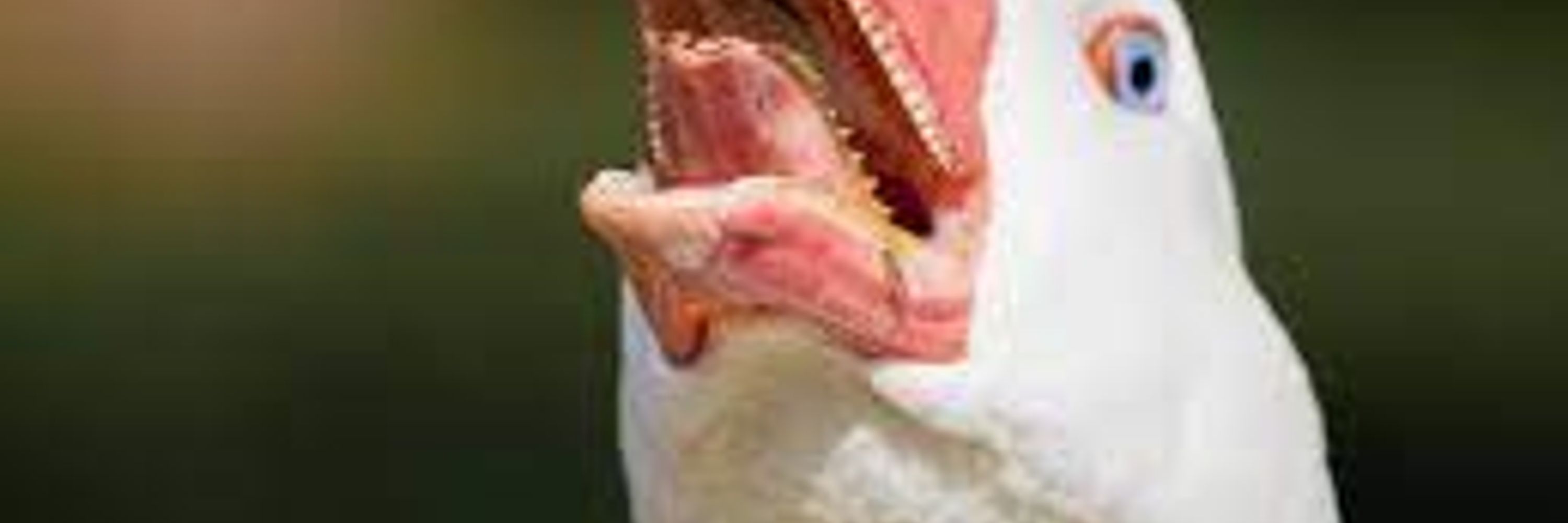 Goose Man