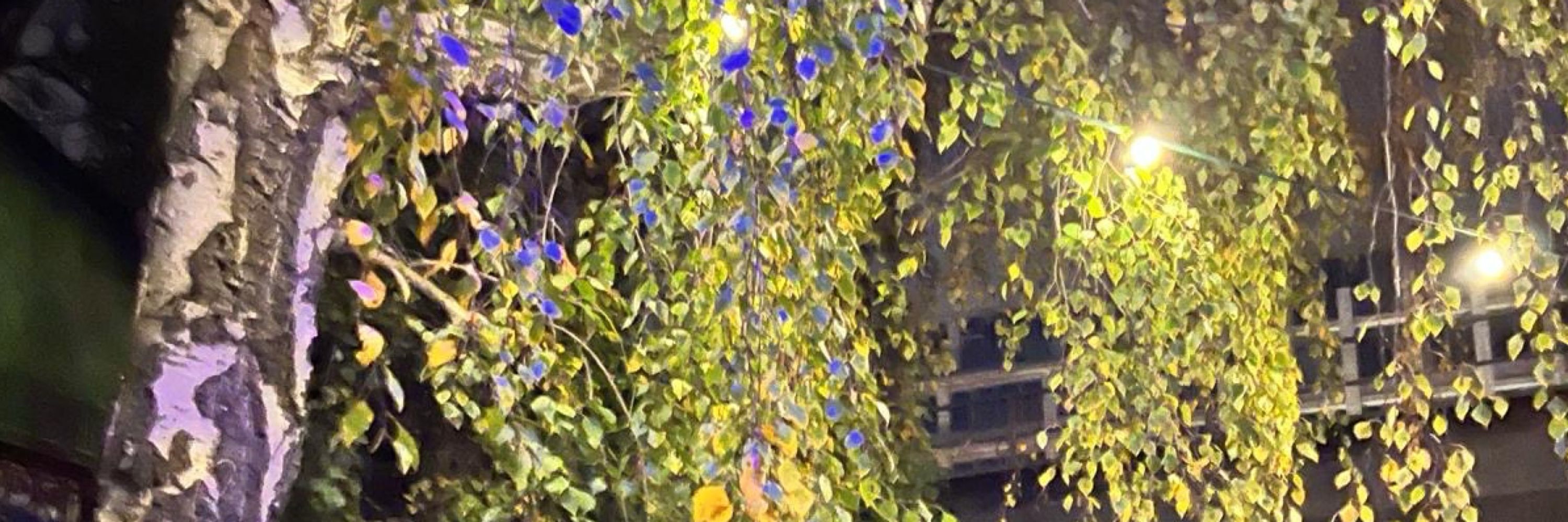 Glorious Gia Ⓥ
