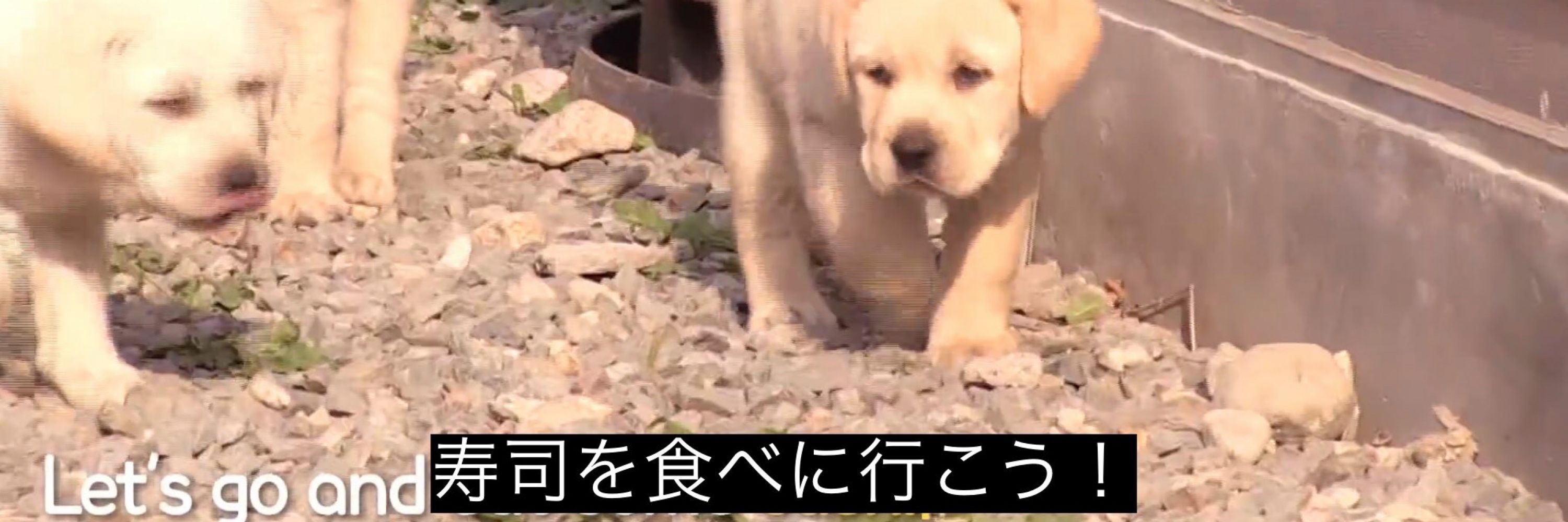 くまぃぬくま