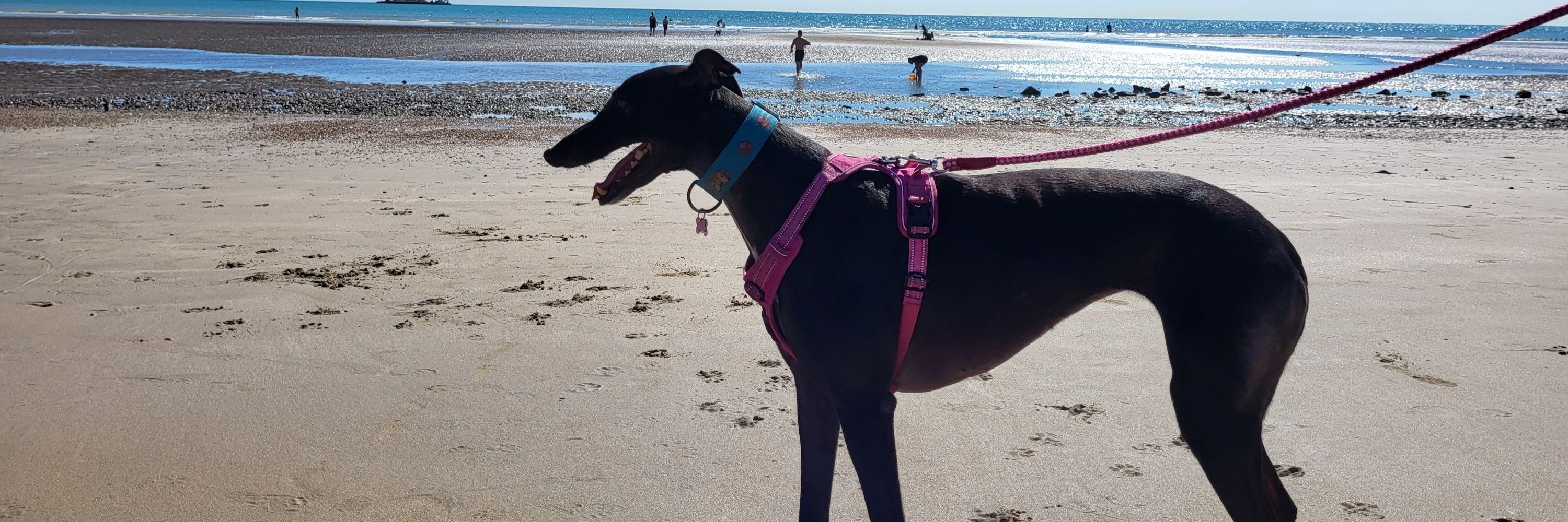 Pearl the Greyhound
