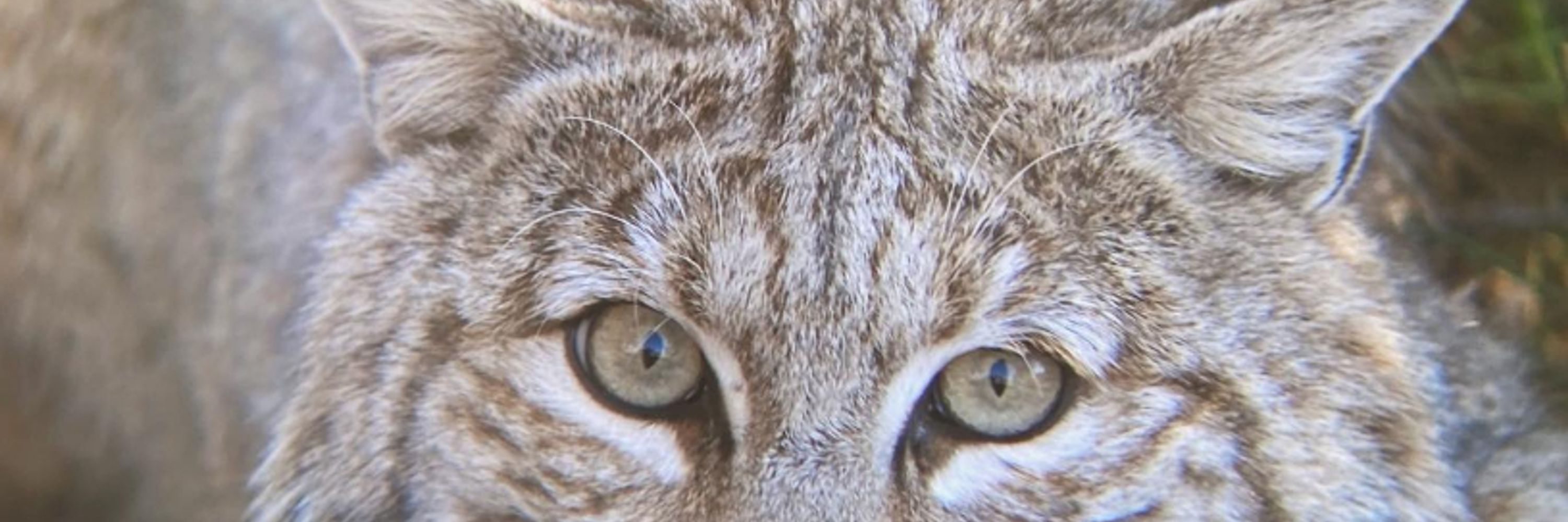 NH Citizens Against Recreational Trapping