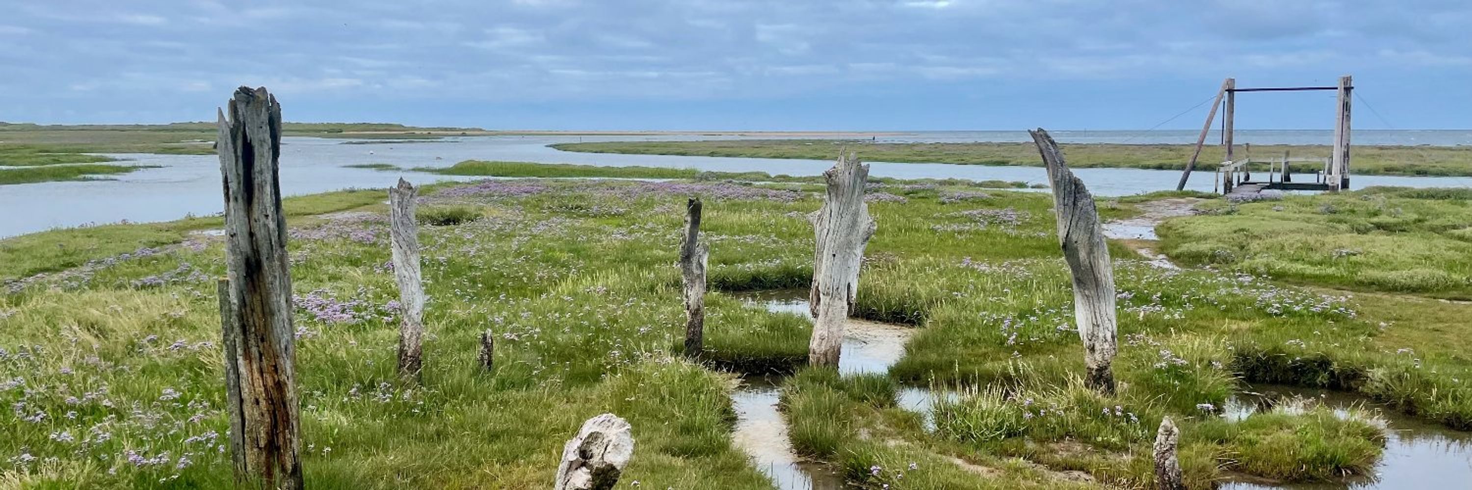 onthesaltmarsh