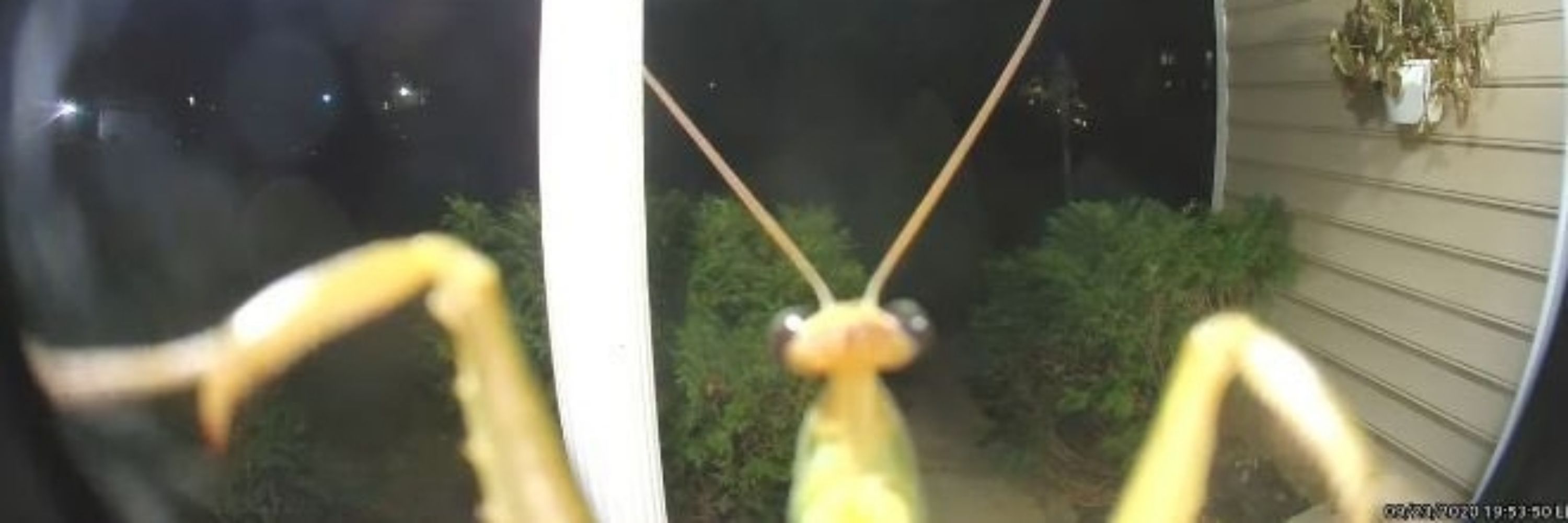 Peepconnor (Actually just a bug)