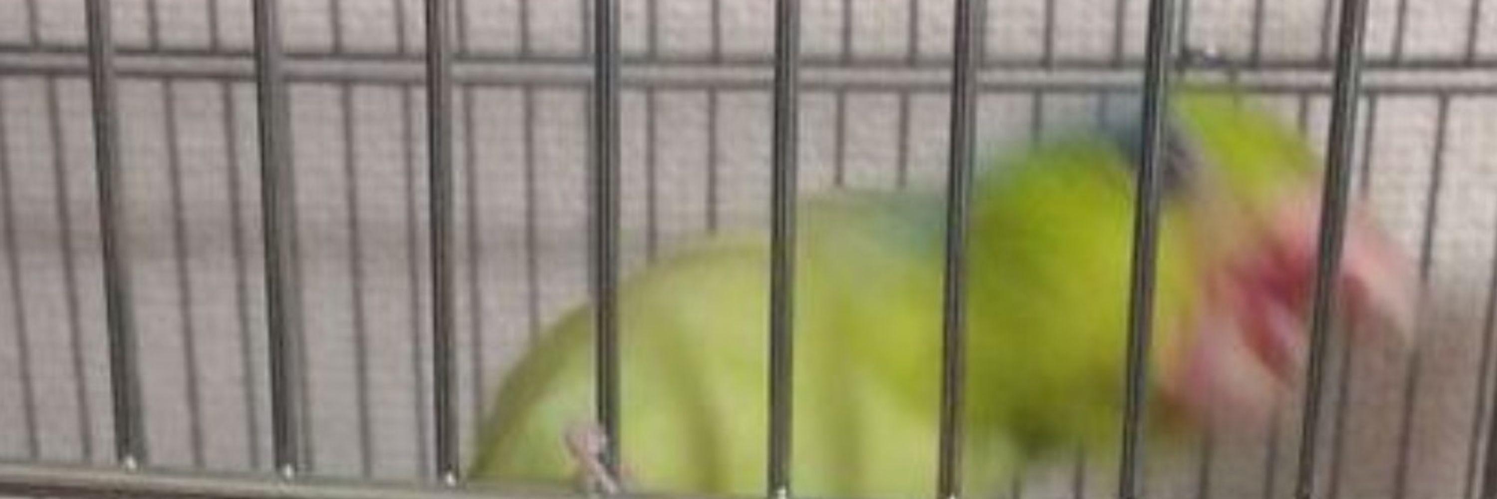 桐山じゃろ