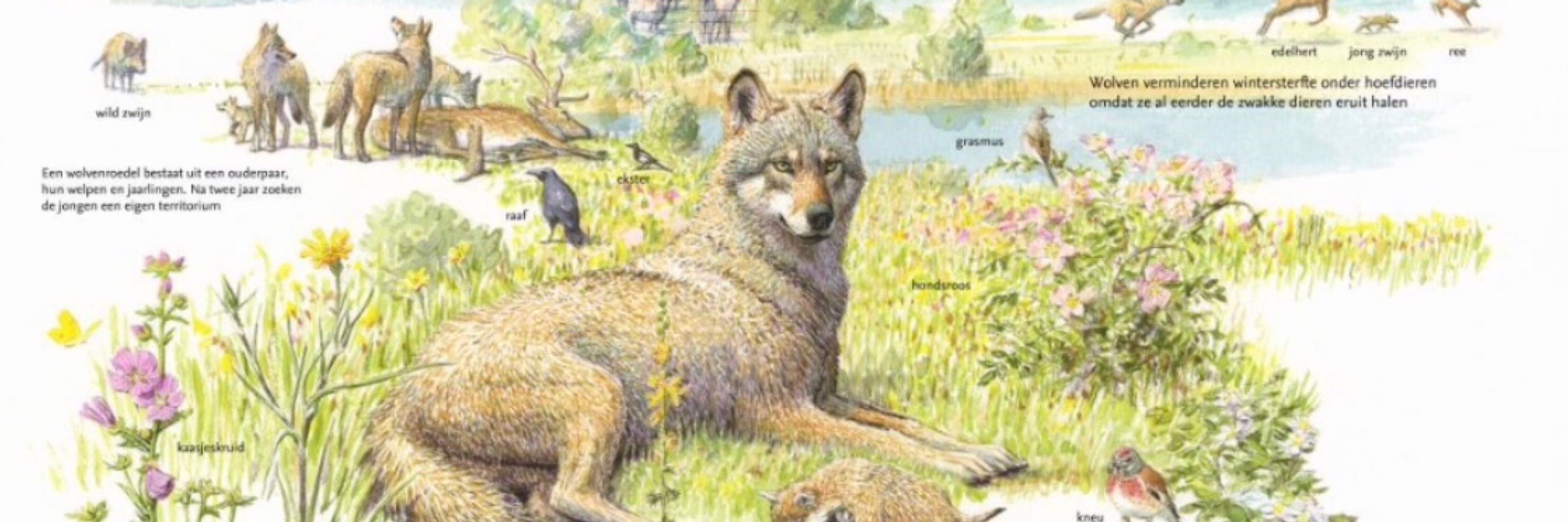 Adriana🌱🌳🐺