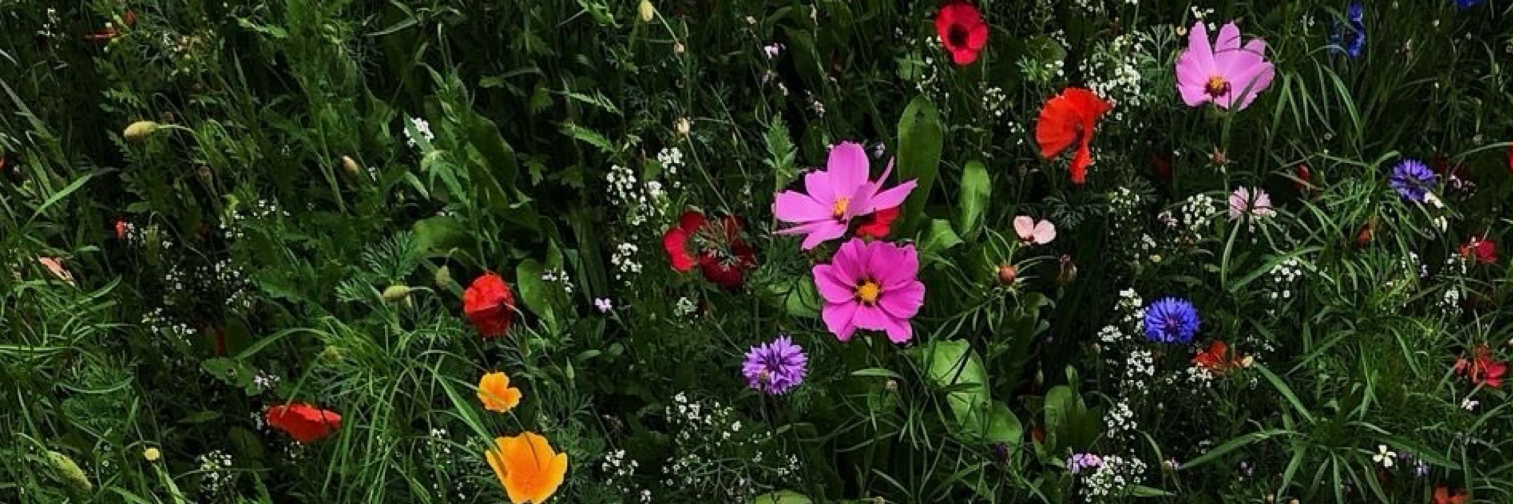🌿🌸