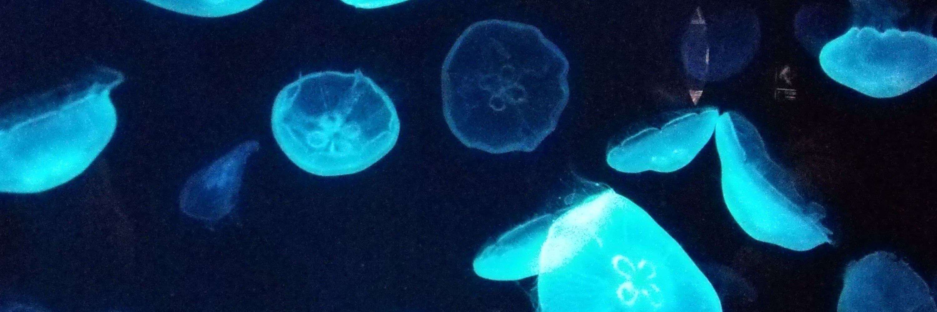 蒼碧