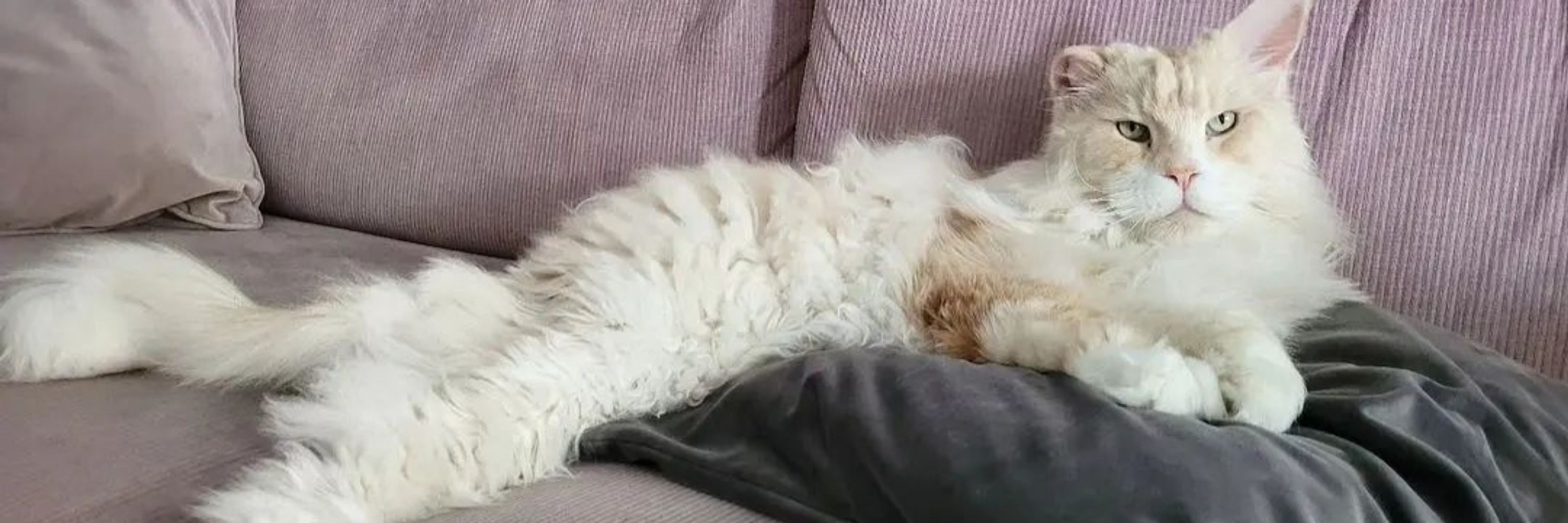 Majestic Maine Coon🐈