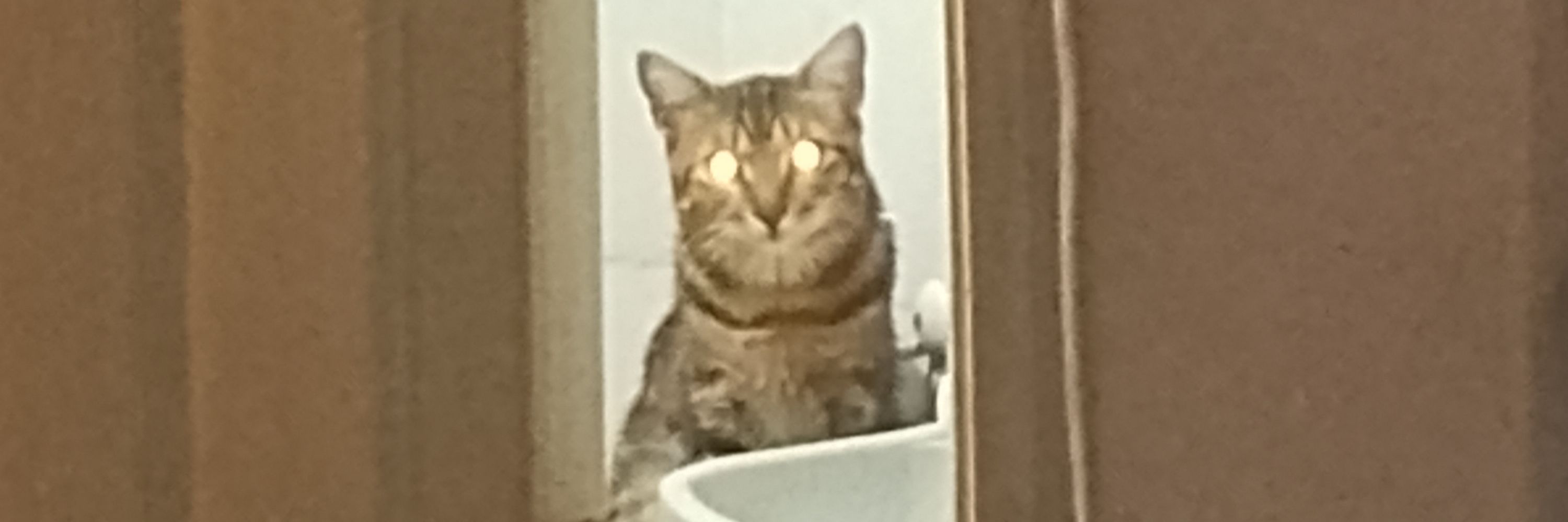 izis 