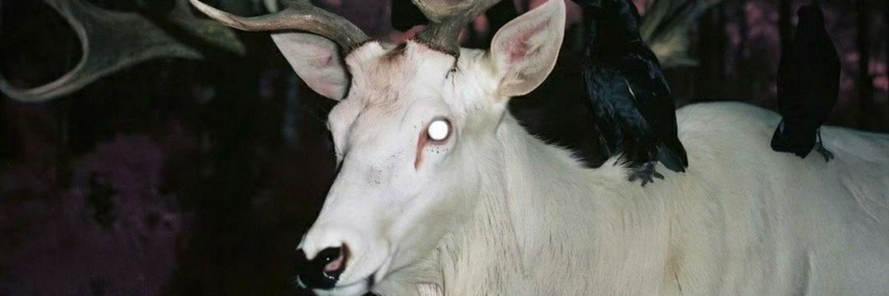 羊🐑