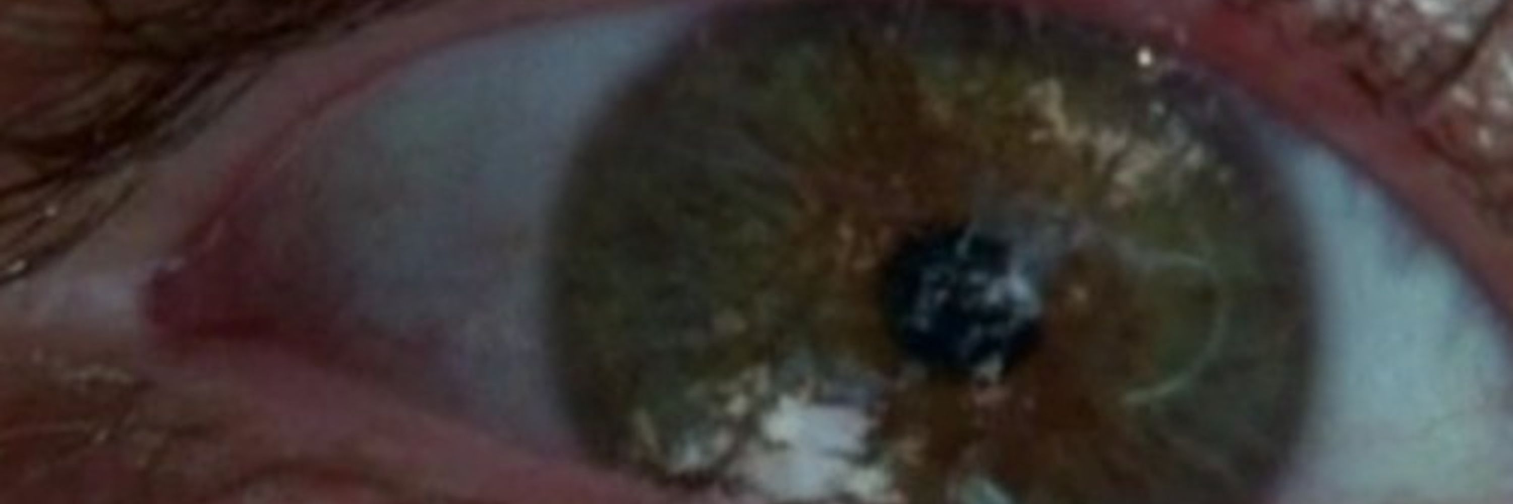 Le soyeux lama