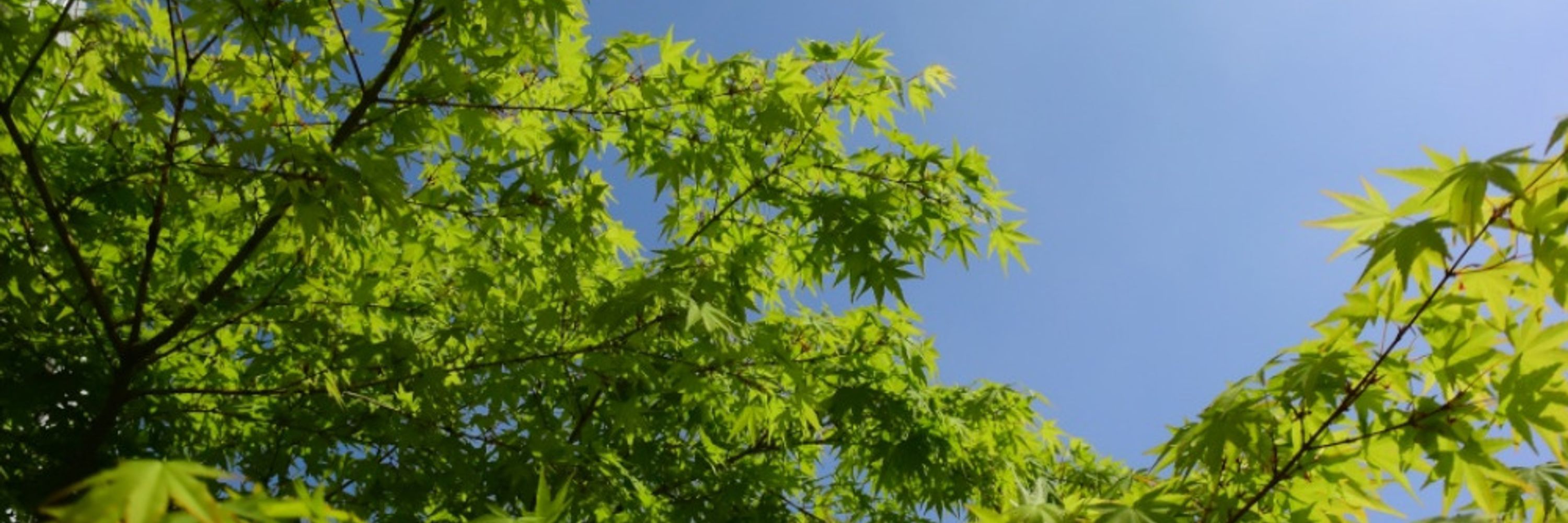 泉智紀