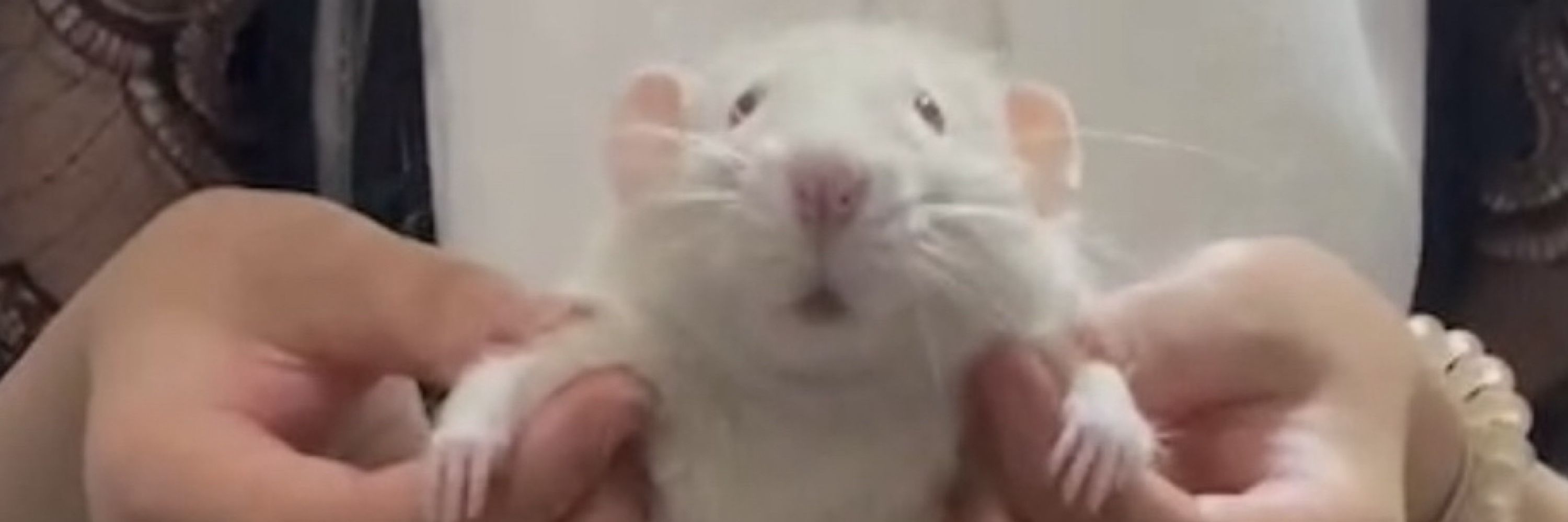 🐁⸒⸒ﾖﾁ