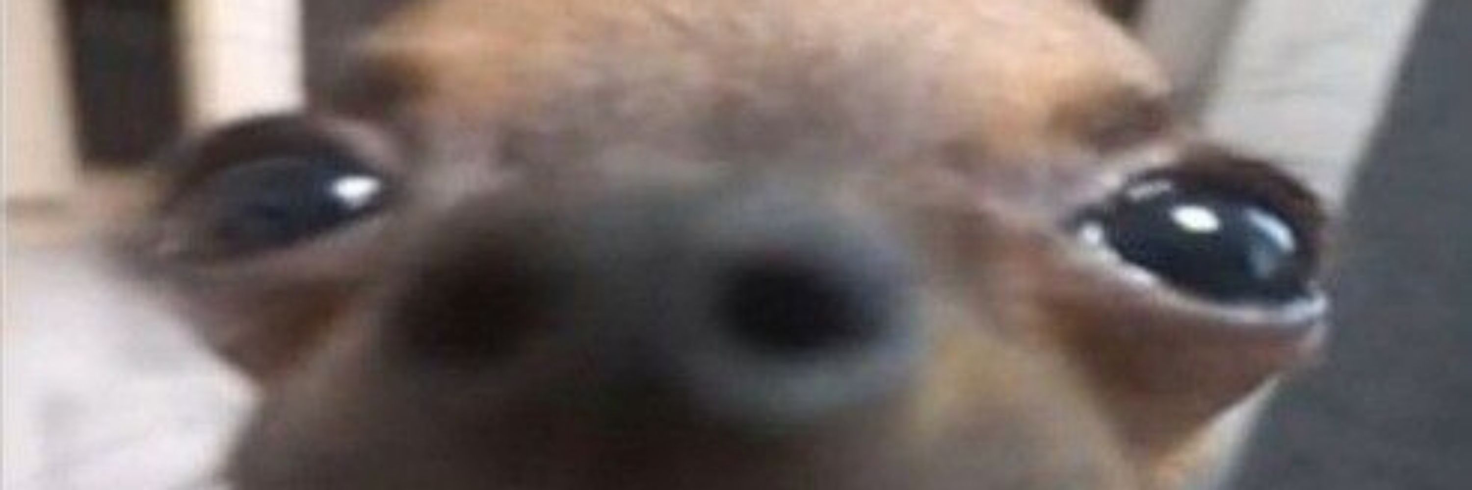 Fefep