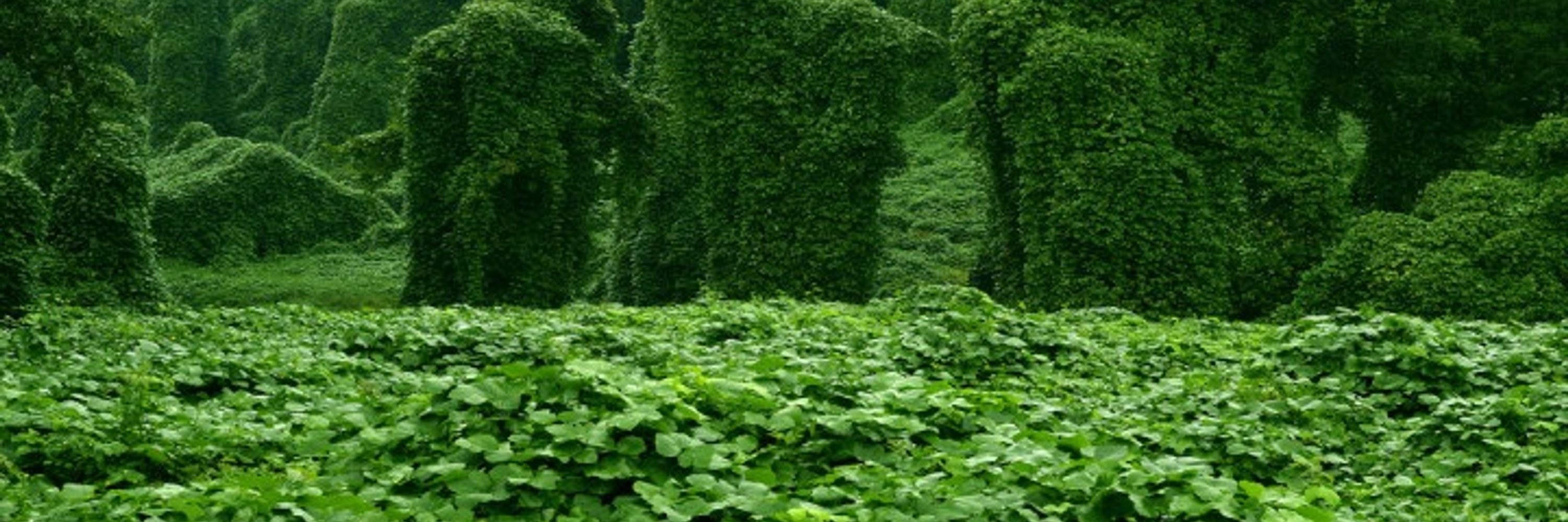 Bunny Meadows